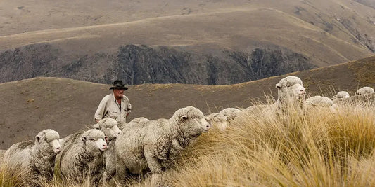 merino yününün elde edildiği merino koyunları doğada otluyor, geniş açı 